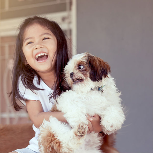 shih tzu puppies near me