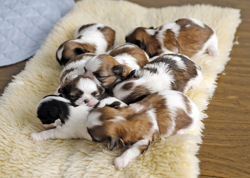 Shih Tzu puppies near me