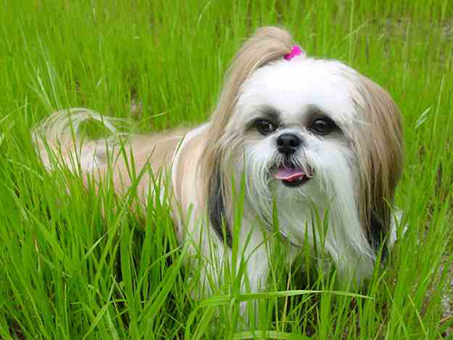 shih tzu puppy barking