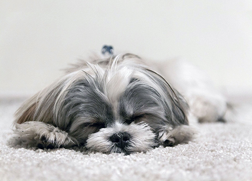 Shih Tzu puppy beds made from cotton or wool