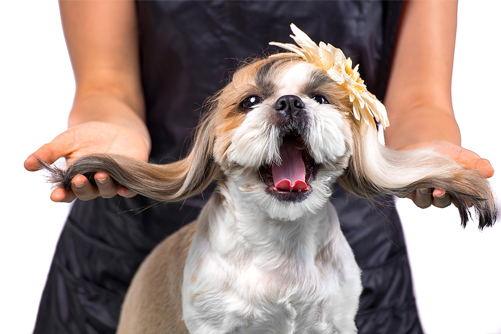 shih tzu puppy breeder