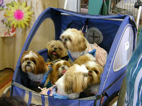 Shih Tzu puppies and companions in baby buggy