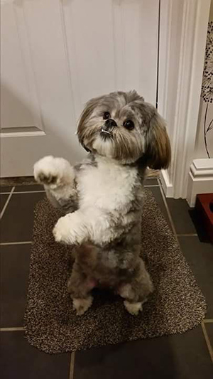 shih tzu puppy house training