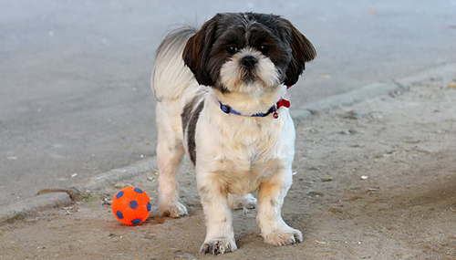 Shih Tzu puppy toys and accessories