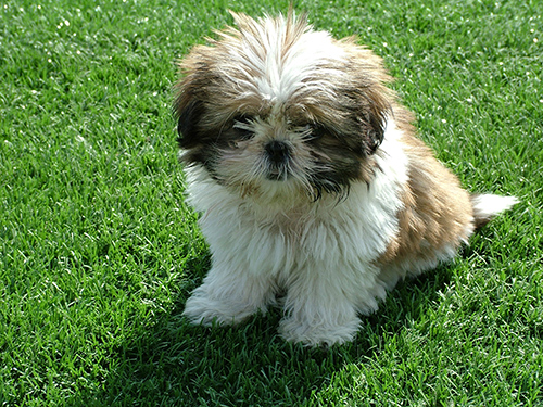 Shih Tzu puppy training