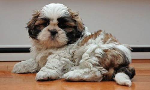 how much protein should my shih tzu eat