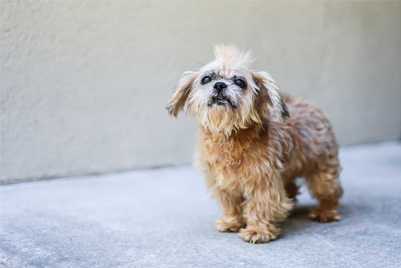 shih tzue rescue dog waiting to be rescued