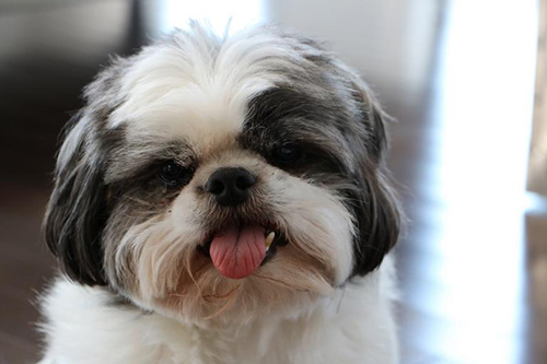 Shih Tzu rescue dog