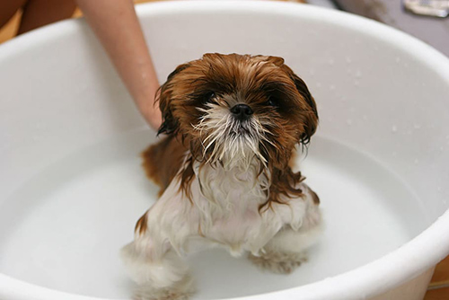 Shih Tzu shampoo