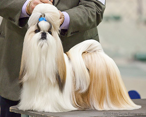 shih tzu show dog