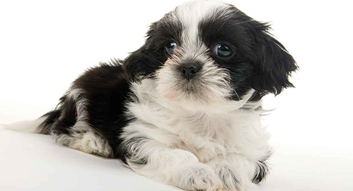 shih tzu teddy bear cut