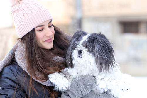 Shih Tzu temperament