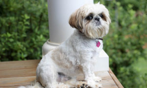 Shih Tzu temperament: Image of Shih Tzu sitting looking like royalty