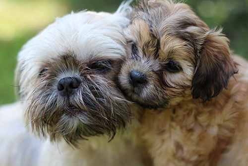 Shih Tzu toy breeds