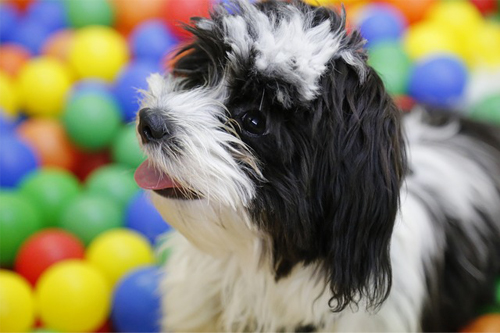 shih tzu puppy toys and accessories