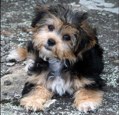 Shih Tzu Yorkie mix or the Shorkie