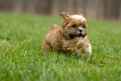 image of a shih tzu yorkie mix running on grass