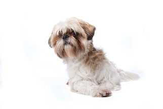 picture of a shih tzu dog