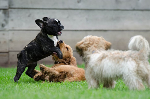 Shih Tzus are social animals