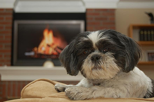 Shih Tzus cannot be left outdoors