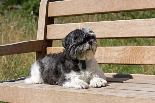 shih tzu's history - shih tzu relaxing on the bench