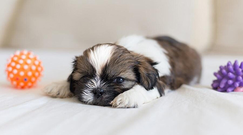 Cute Shih Tzu puppy loves his toys