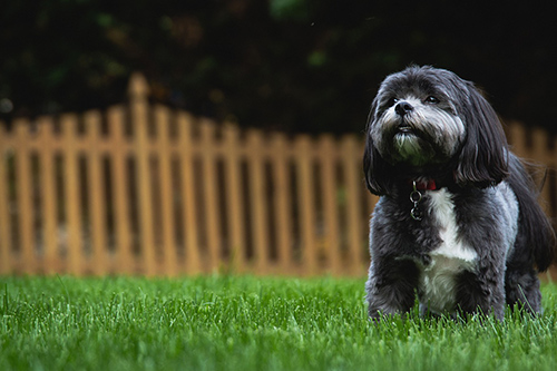 Shih tzus need training