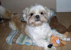 picture of shih tzu that needs adopting