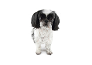 image of shih tzu dog with a close shave hairstyle