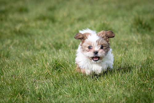 a little shih tzu dog running in an open field of grass having fun