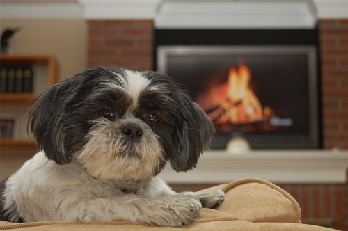 shih tzu and companionship