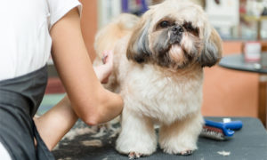 care for your shih tzu - shih tzu staying calm during grooming