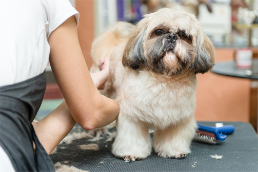 care for your shih tzu - shih tzu staying calm during grooming