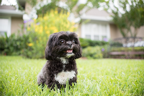 getting a shih tzu