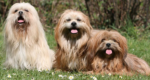 Lhasa Apsos and Shih Tzus sitting around enjoying the day