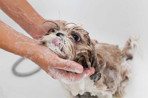 regular shih tzu grooming