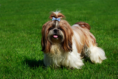 Shih Tzu ancestors