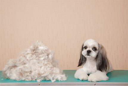 Most Adorable Shih Tzu Hairstyles Short And Long Shih Tzu Hairstyles