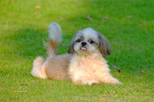 training shih tzu is a must