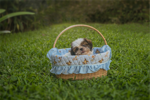 shih tzu puppy or adult