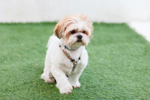 finding a shih tzu breeder