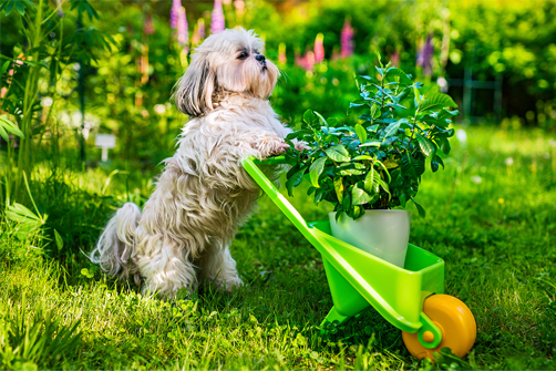 shih tzu training basics