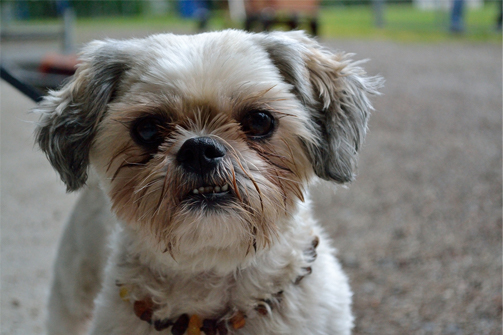 shih tzu puppy needs checklist