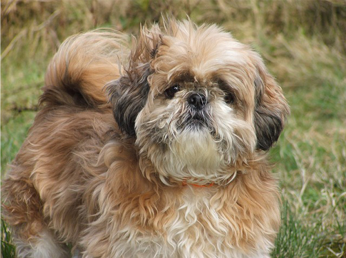 shih tzu information