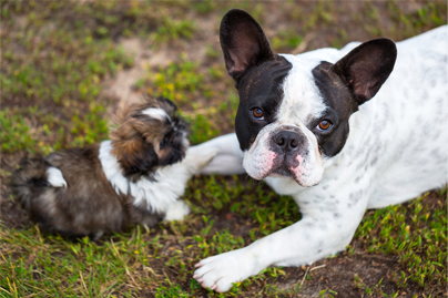 shitzus are social animals - shih tzu puppy and french bulldog