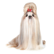 image of show-cut shih tzu hairstyle