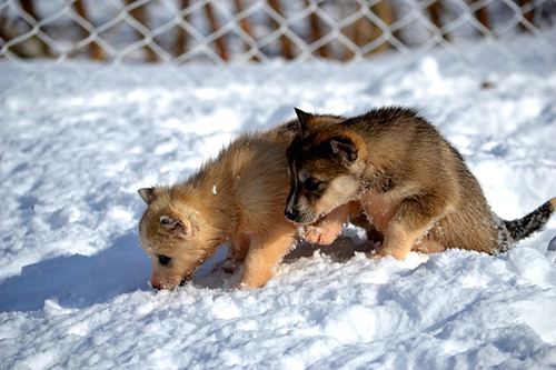 Siberian Husky puppies having fun in the snow