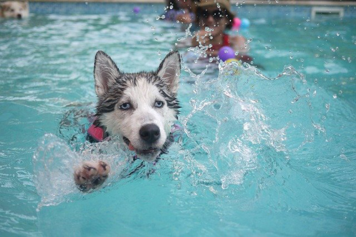 Siberian Husky having fun in a swimming pool with its parents
