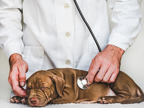 signs of kidney failure in dogs