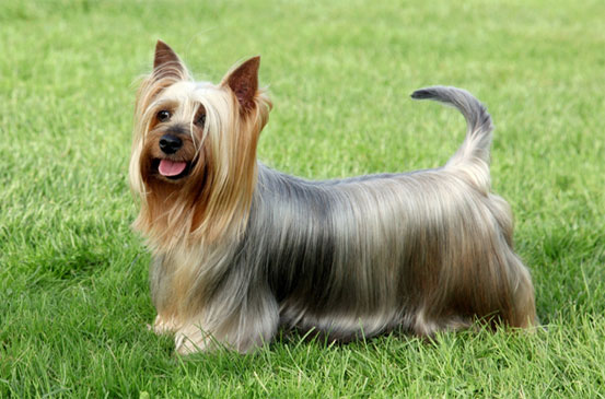 silky terrier awesome breed of dog